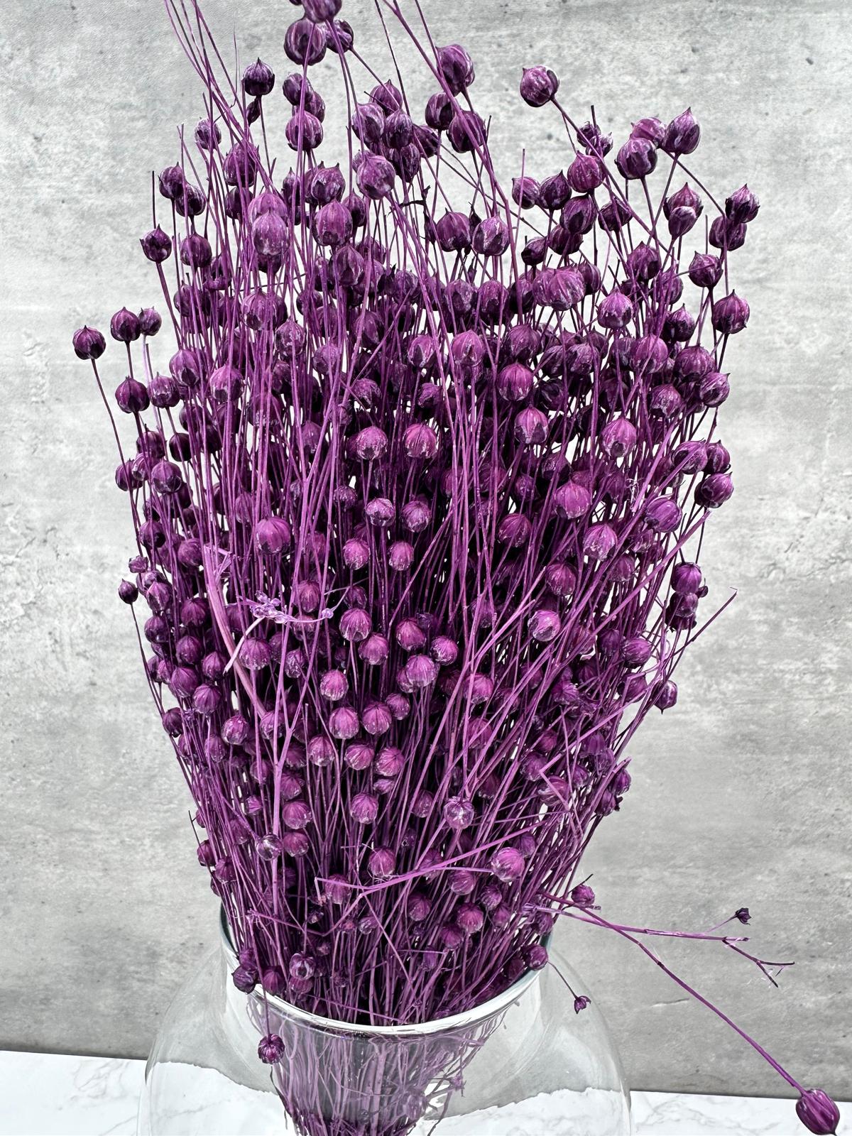 Lino Morado