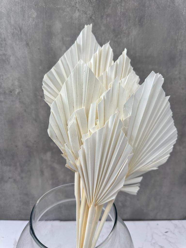 Palm Spear Blanco