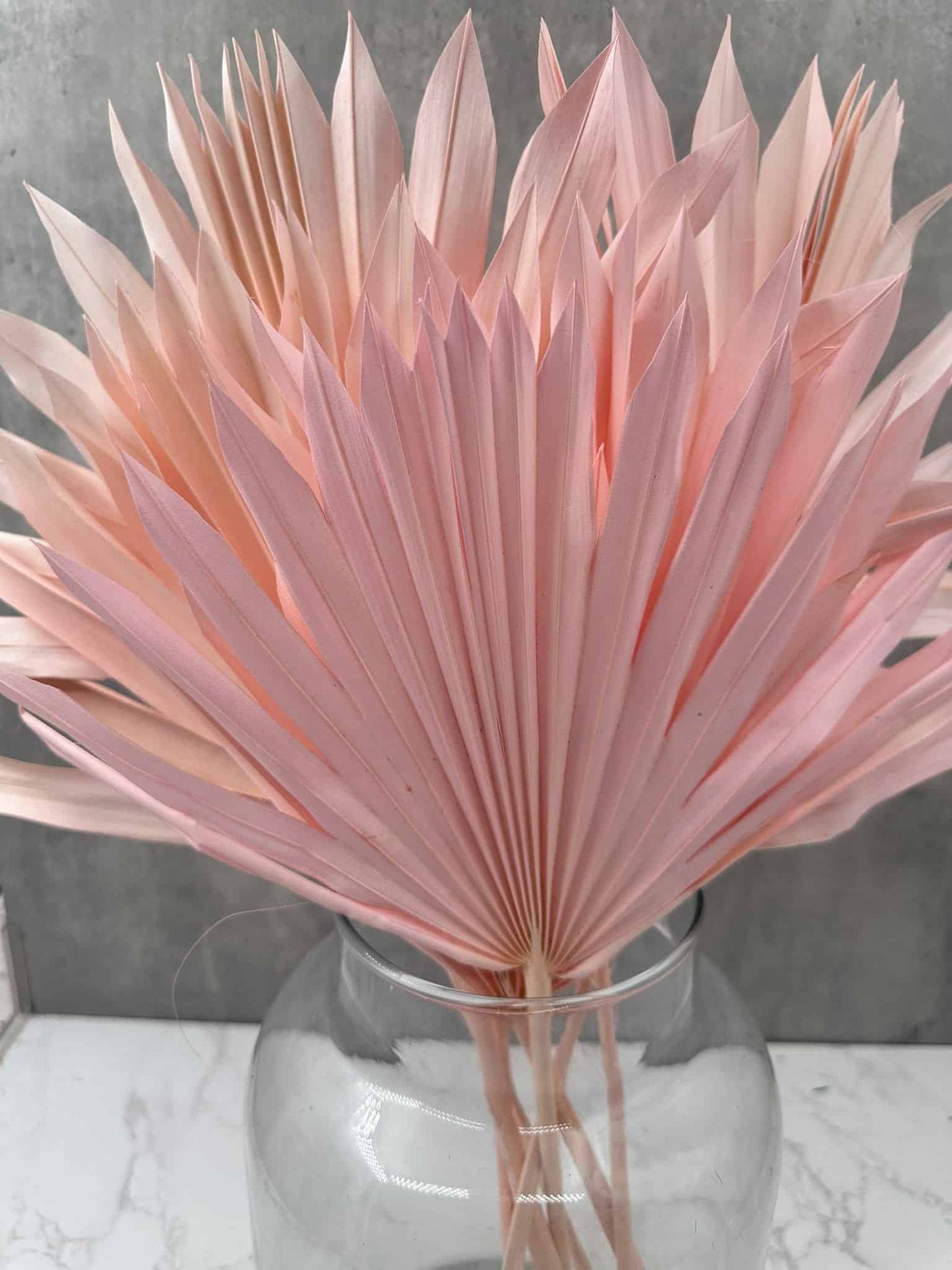 Palm Sun Rosa