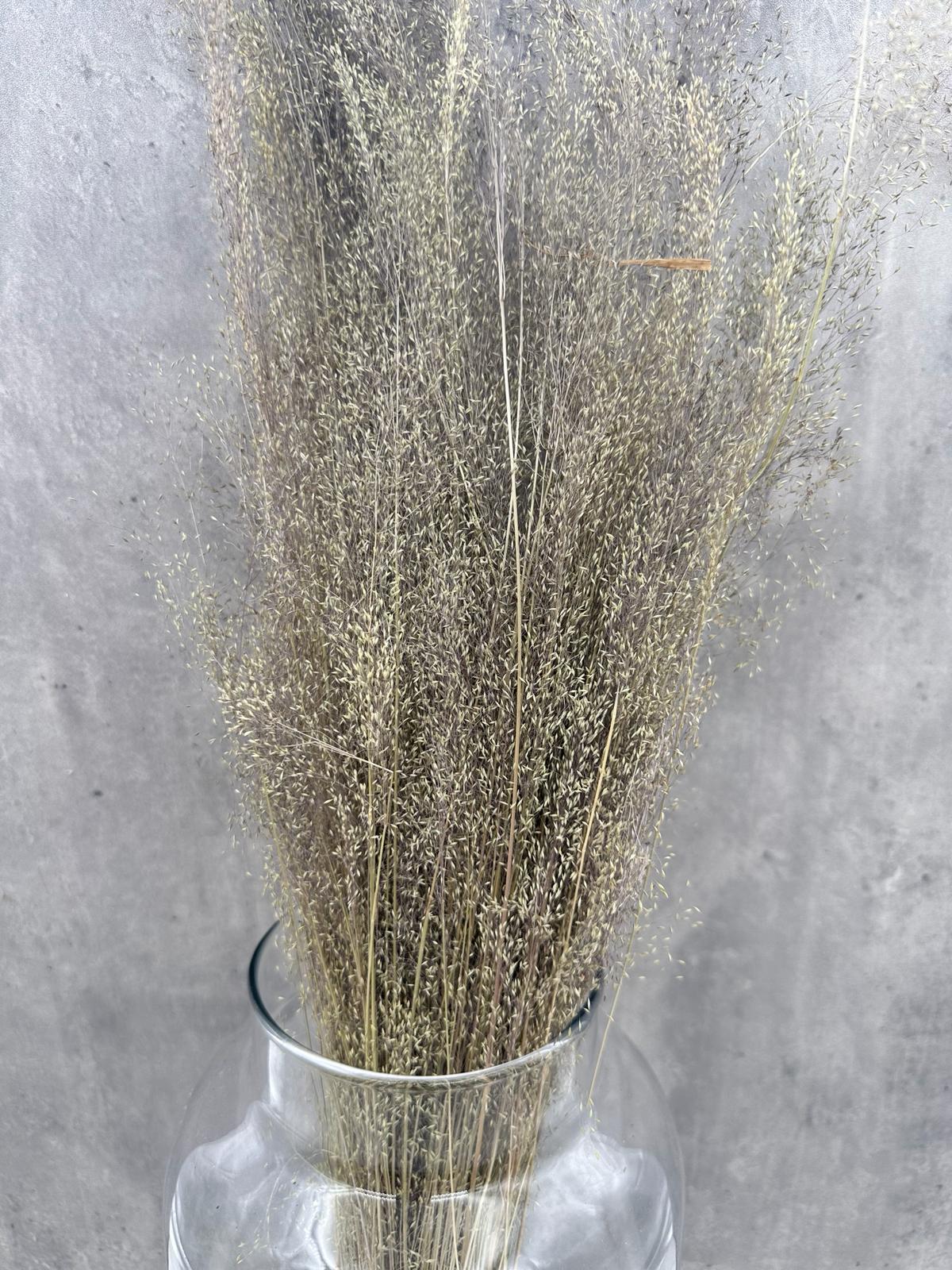 Agrostis Seco Natural