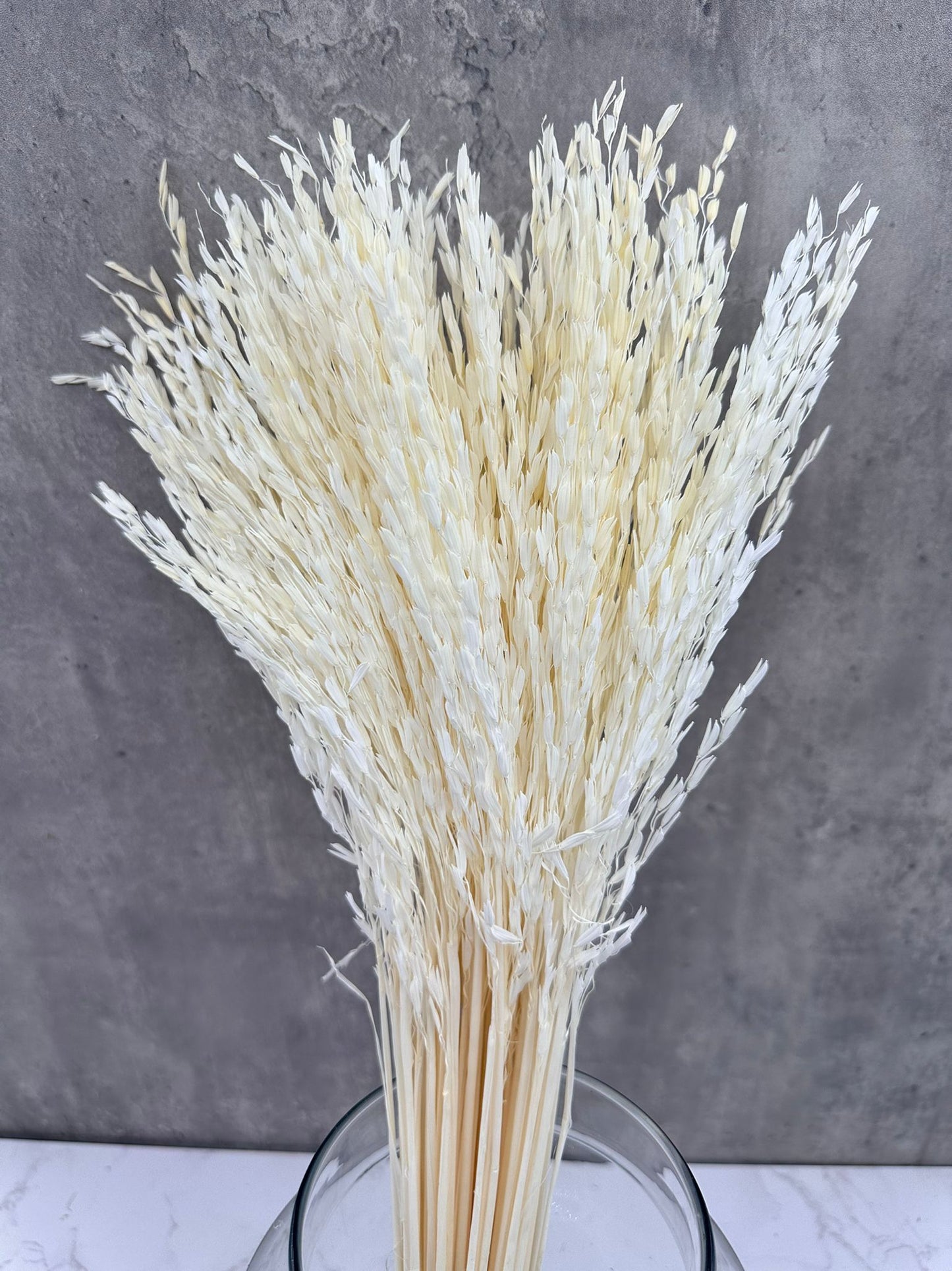 Oriza Press Blanca