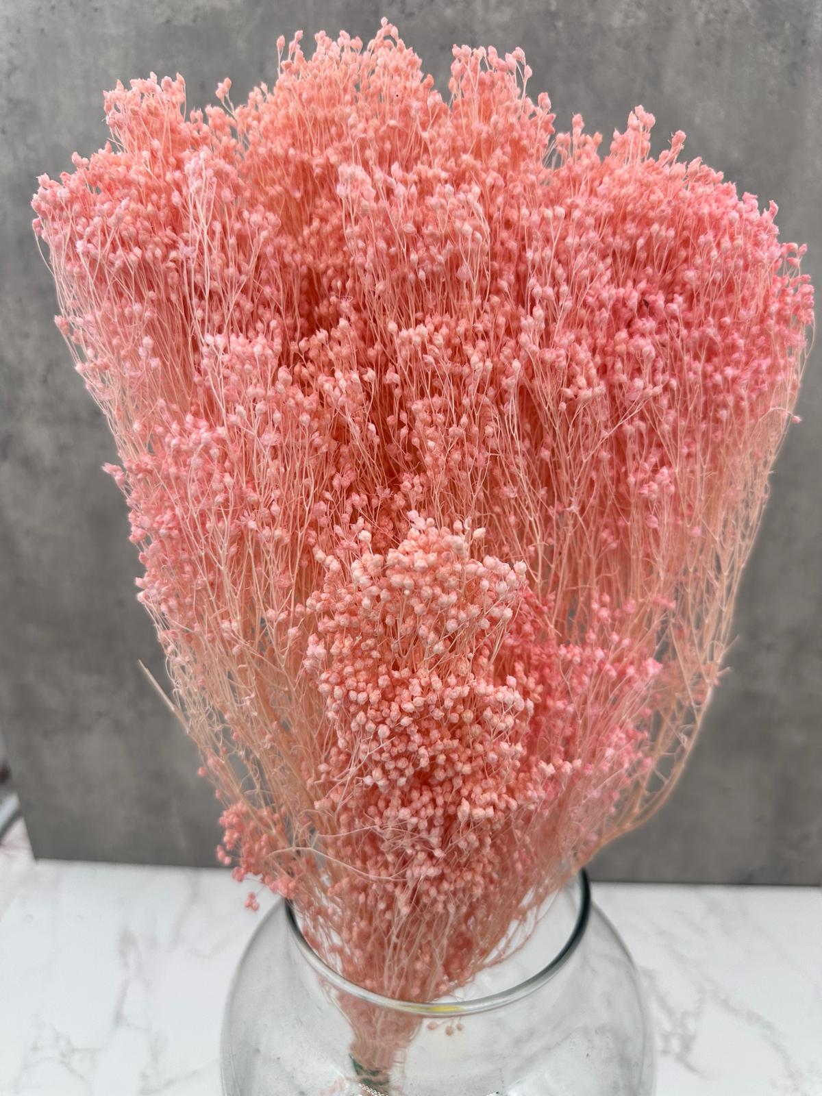 Brooms Blooms Rosa