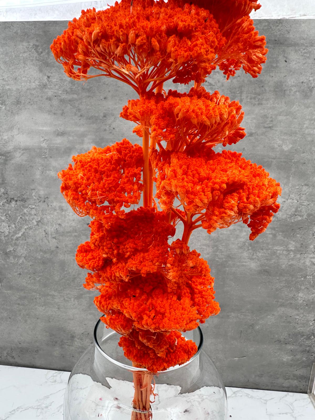 Achillea Filipendulina Naranja