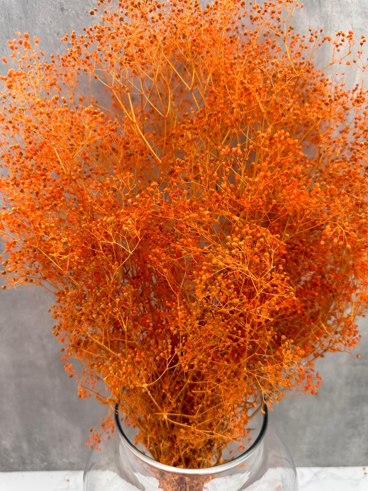 Gypsophila Mini Press Naranja