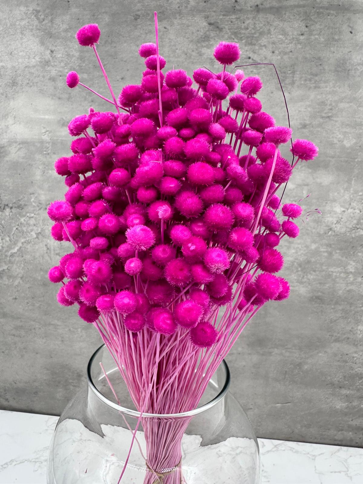 Botao Seco Fucsia