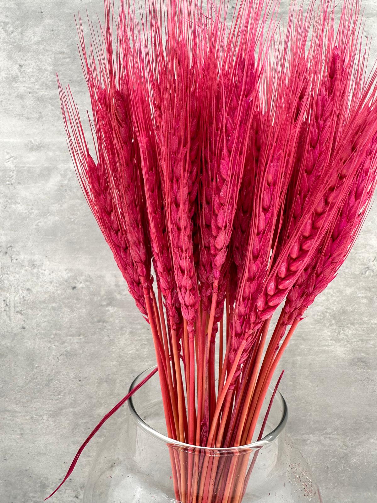 Trigo Fucsia