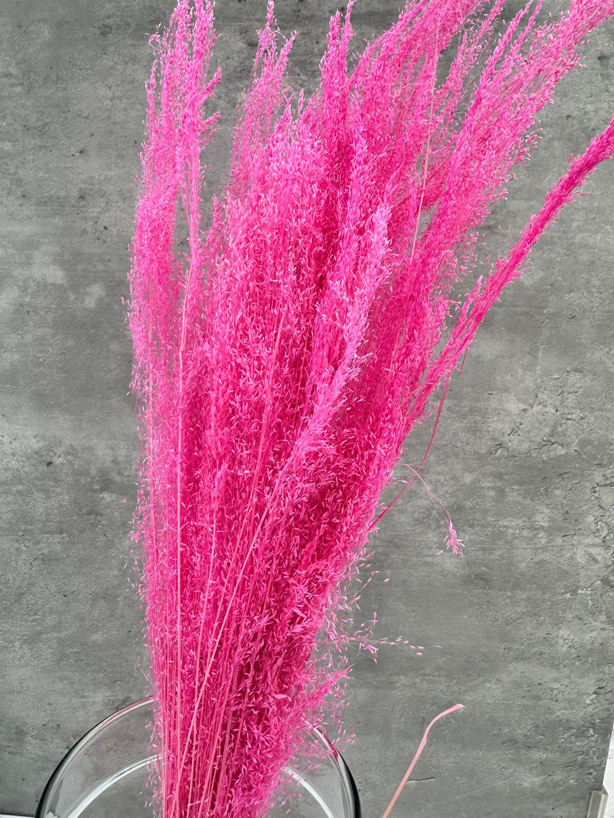 Agrostis Rosa Fuerte