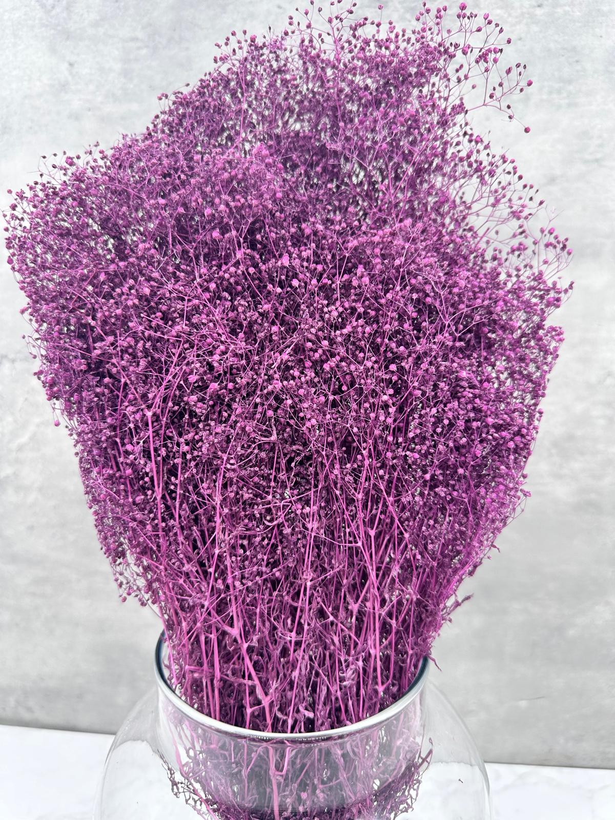 Gypsophila Mini Press Morada