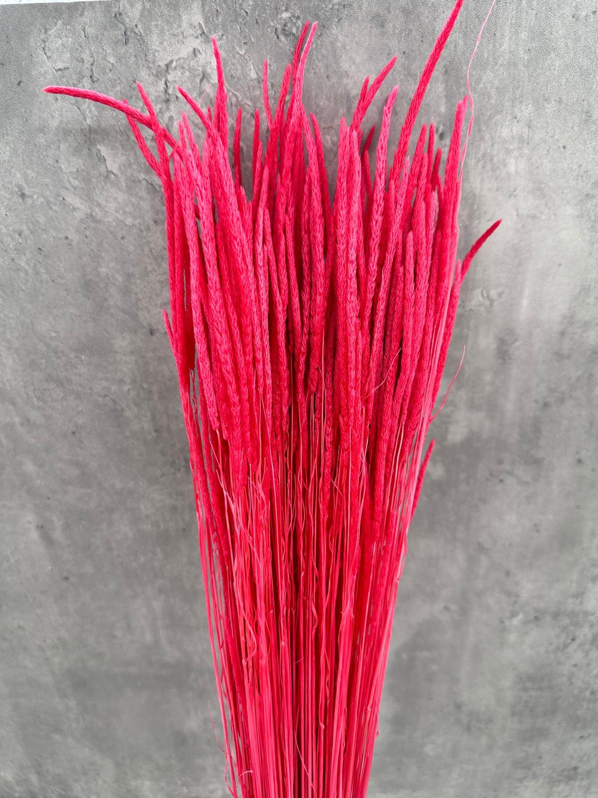 Phleum Press Rojo
