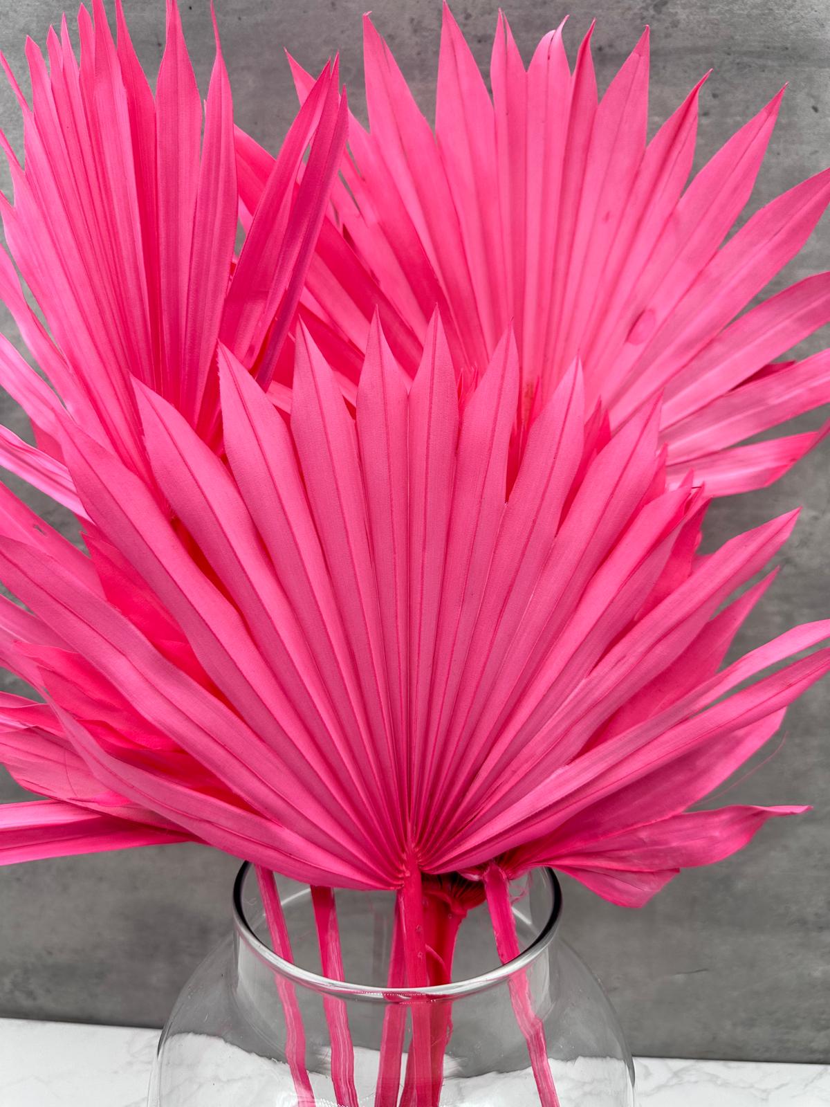 Palm Sun Rosa Fuerte