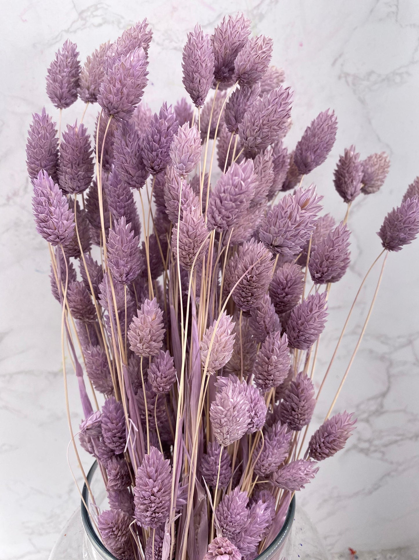 Phalaris Lila
