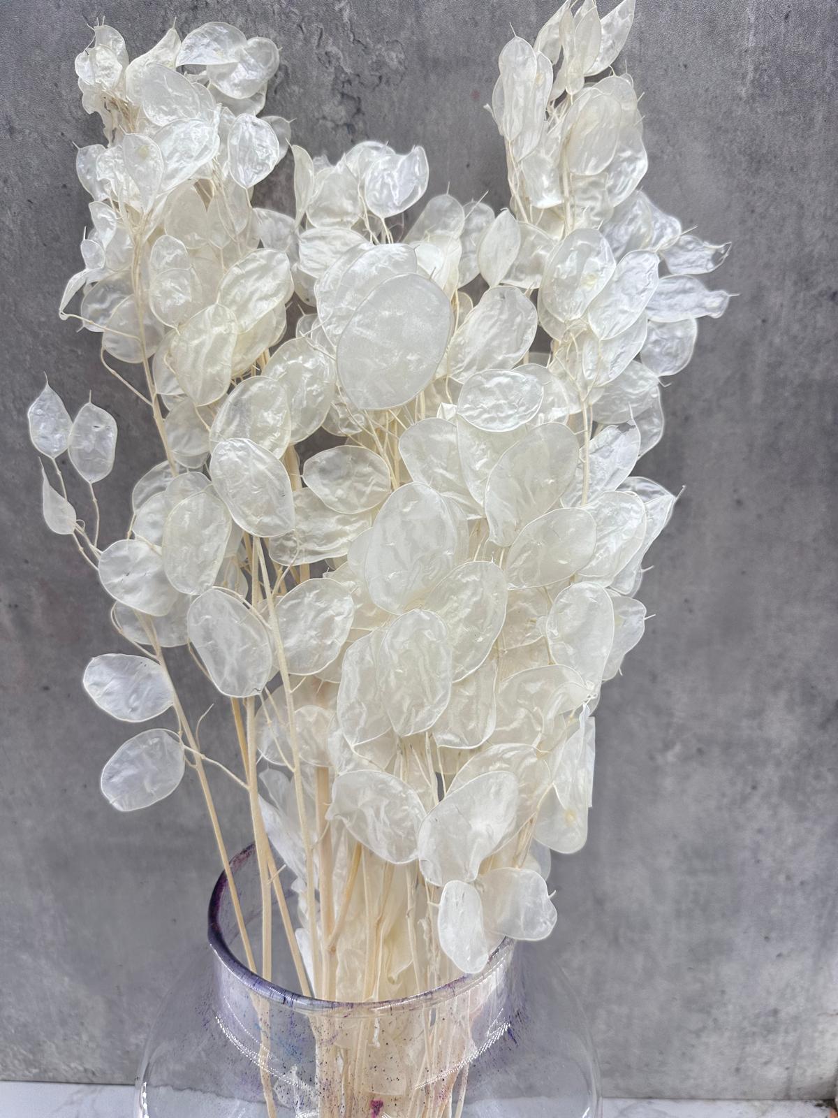 Lunaria Blanca Blanqueada