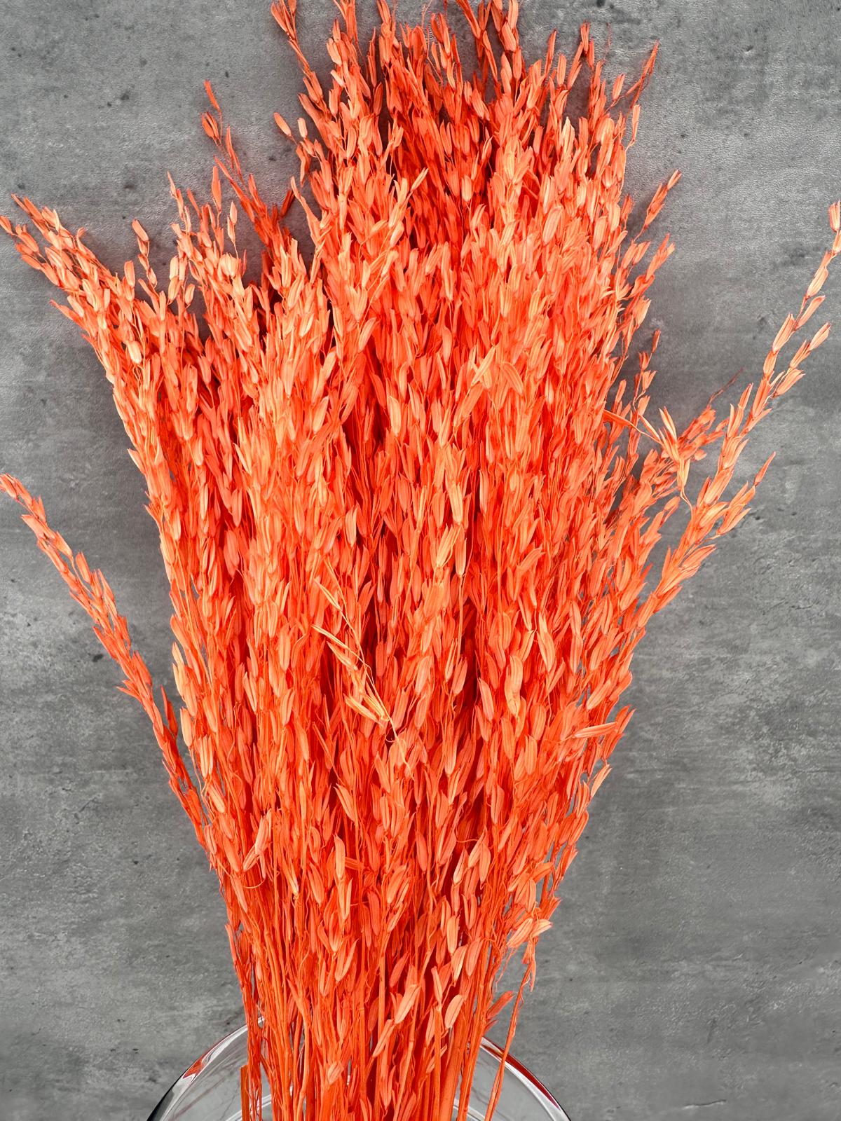 Oriza Press Naranja