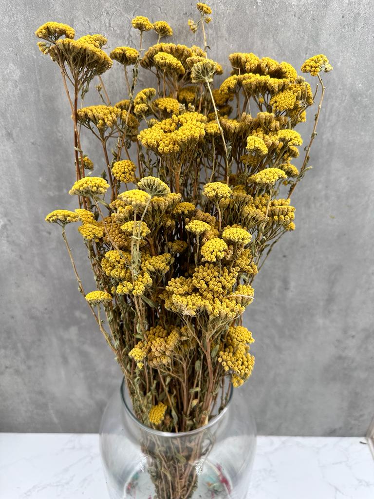 Achillea Silvestre Natural