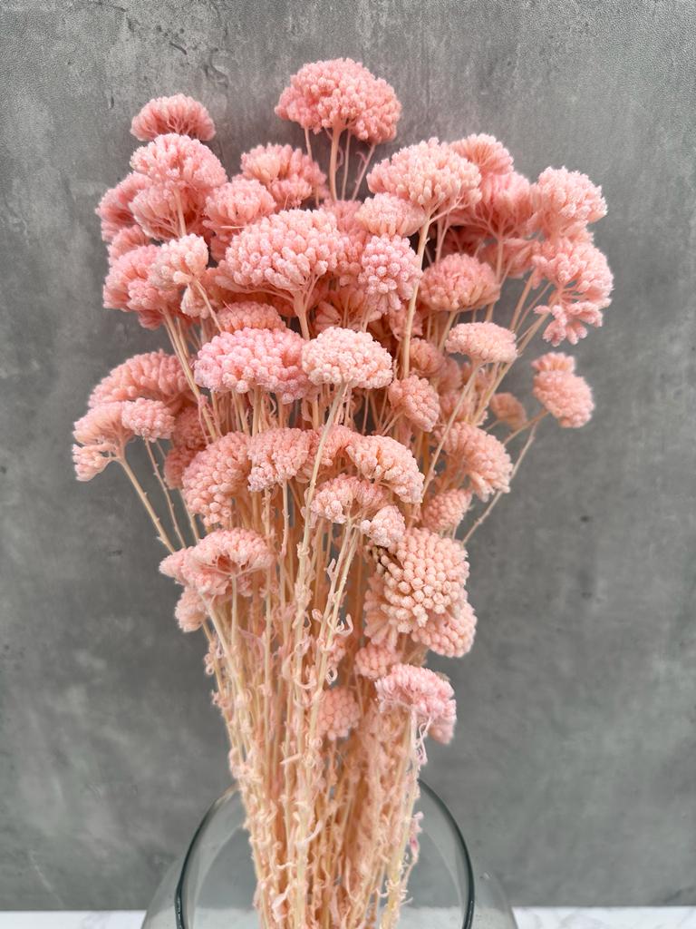 Achillea Silvestre Salmón