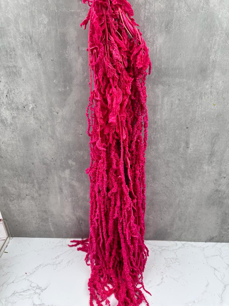 Amaranthus Caudatus Press Fucsia