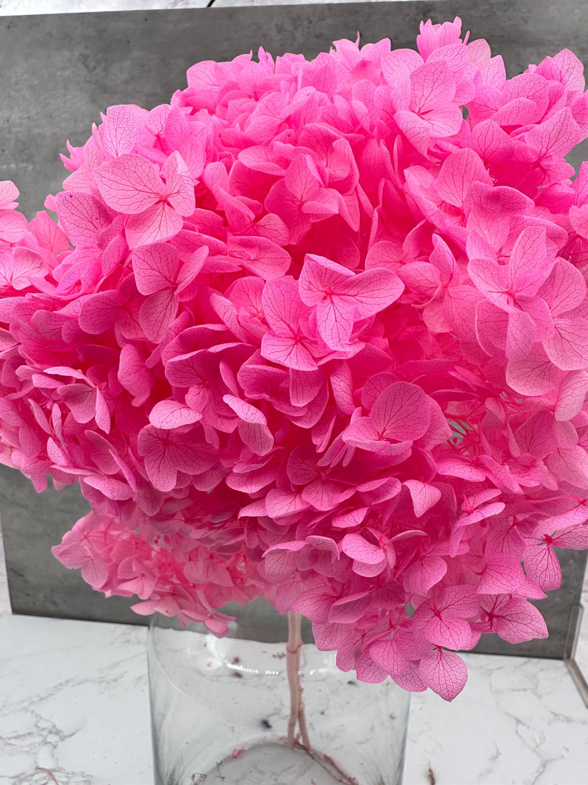 Hydrangea Cabeza Press Rosa Oscura