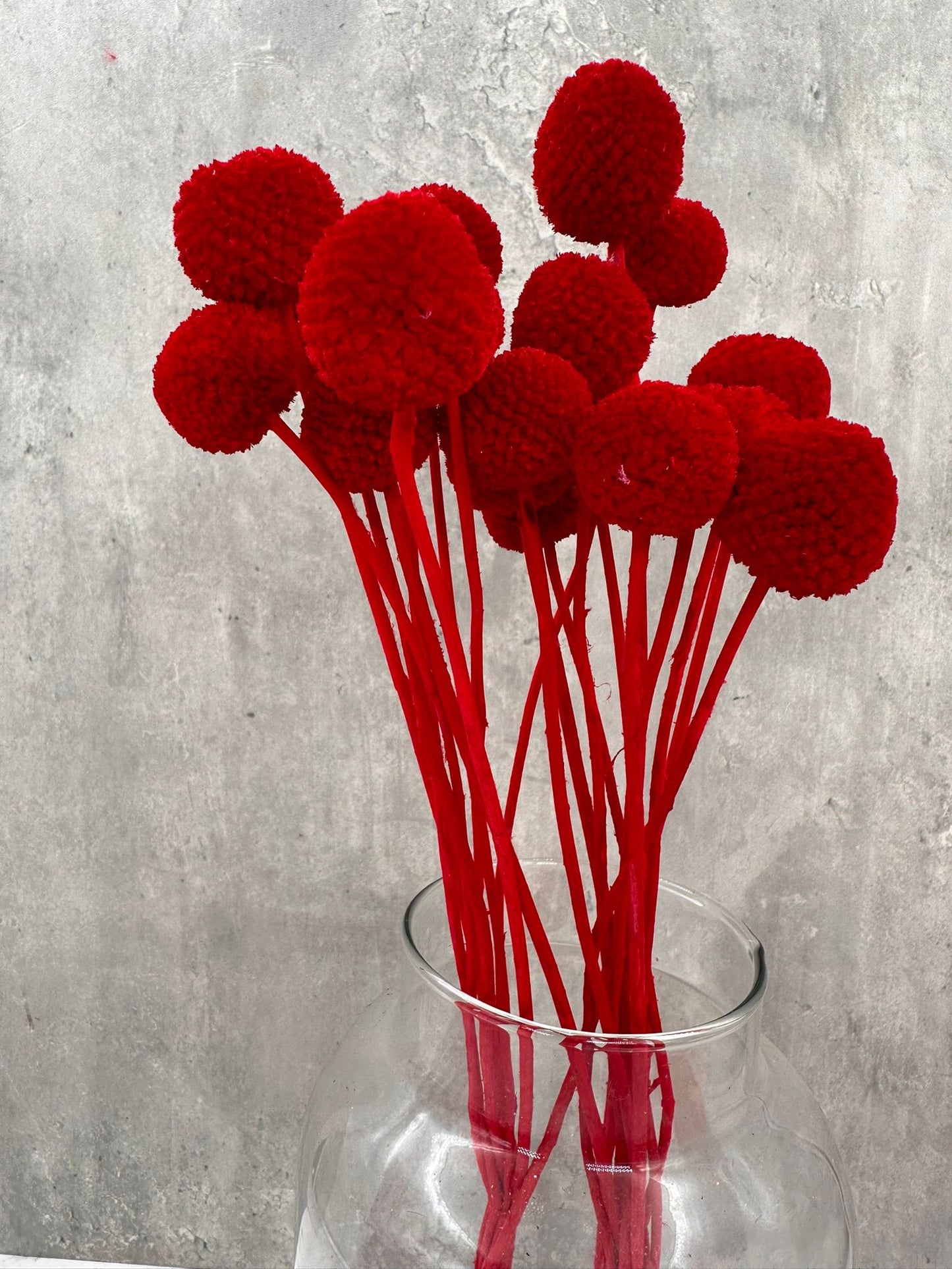 Craspedia Roja Press
