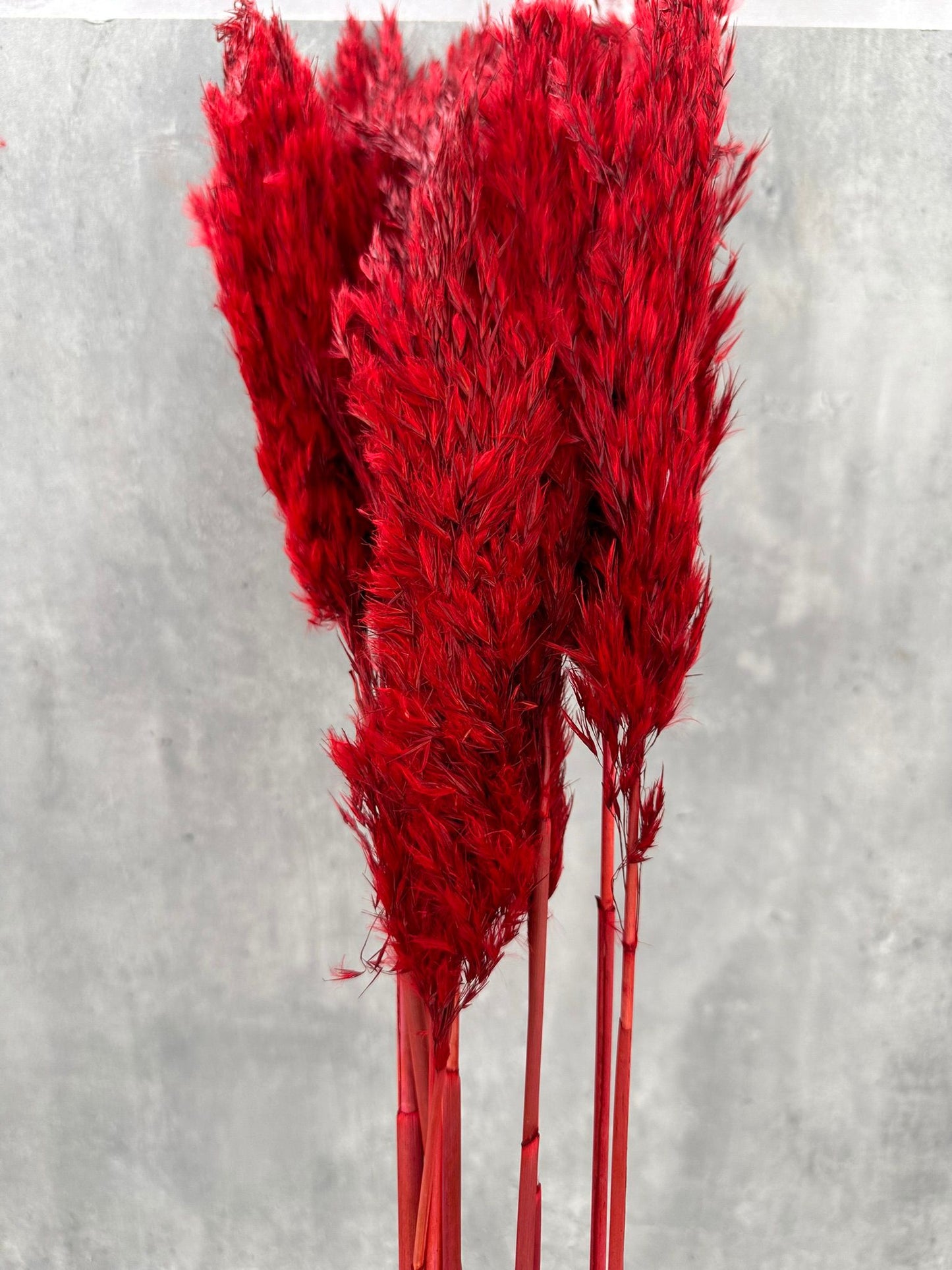 Mini Pluma Roja