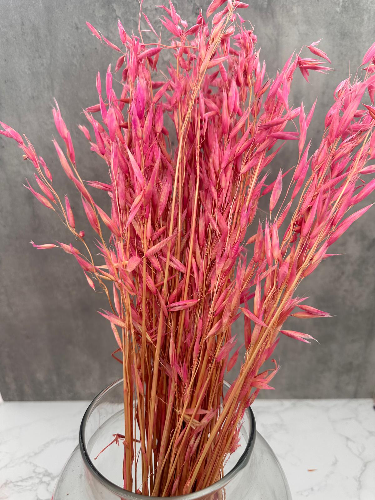 Avena Sativa Rosa