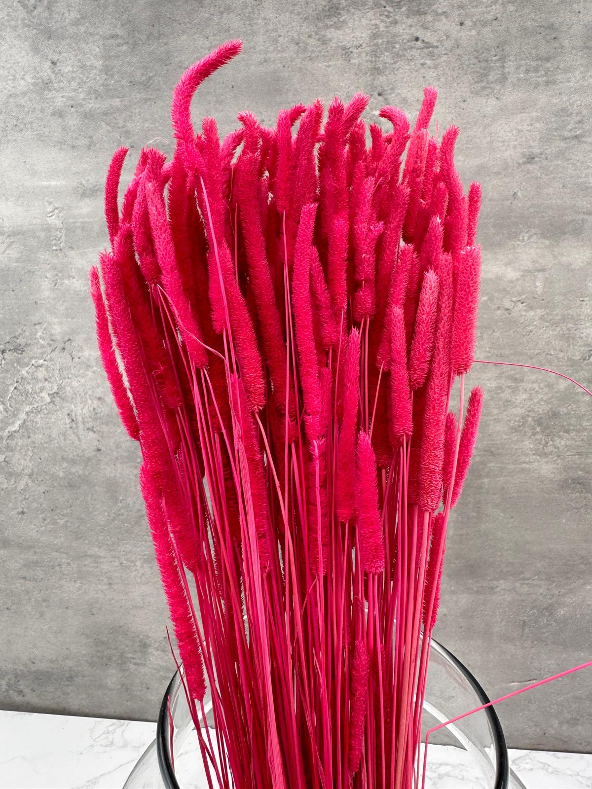 Phleum Press Fucsia