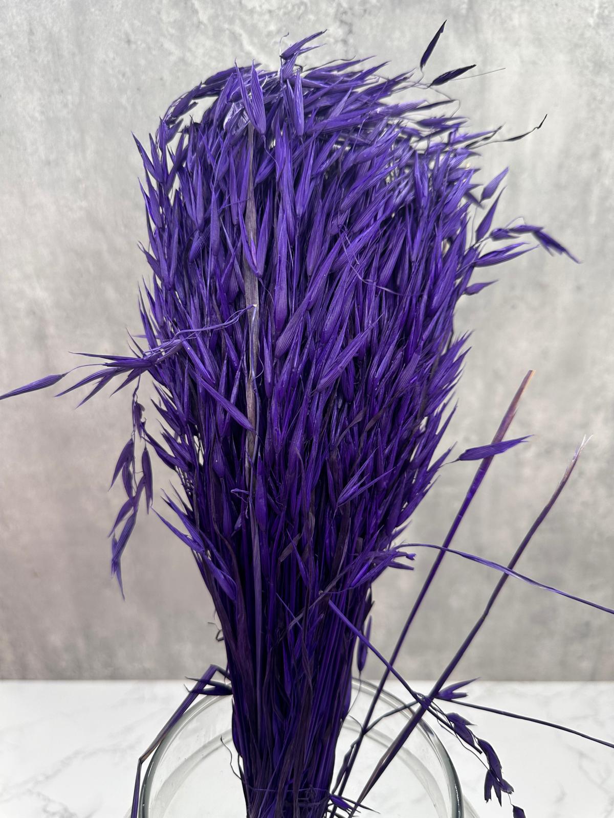 Avena Sativa Morada