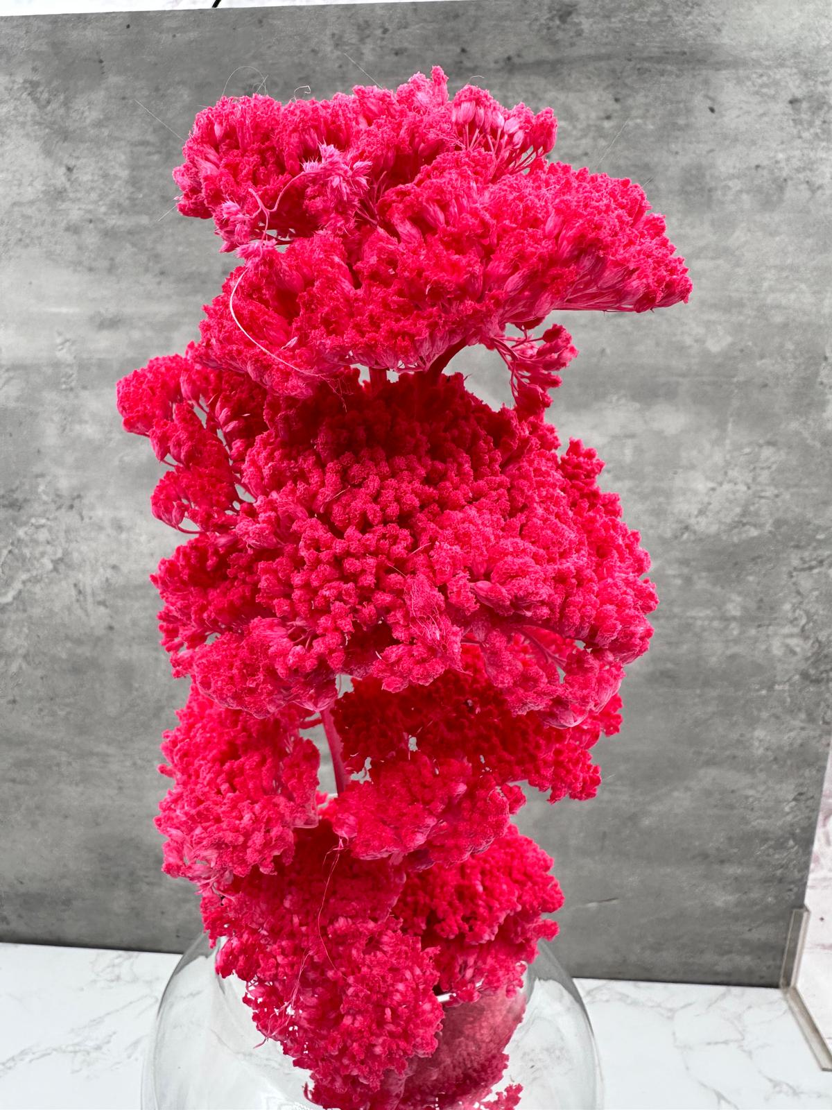 Achillea Filipendulina Rosa Fuerte