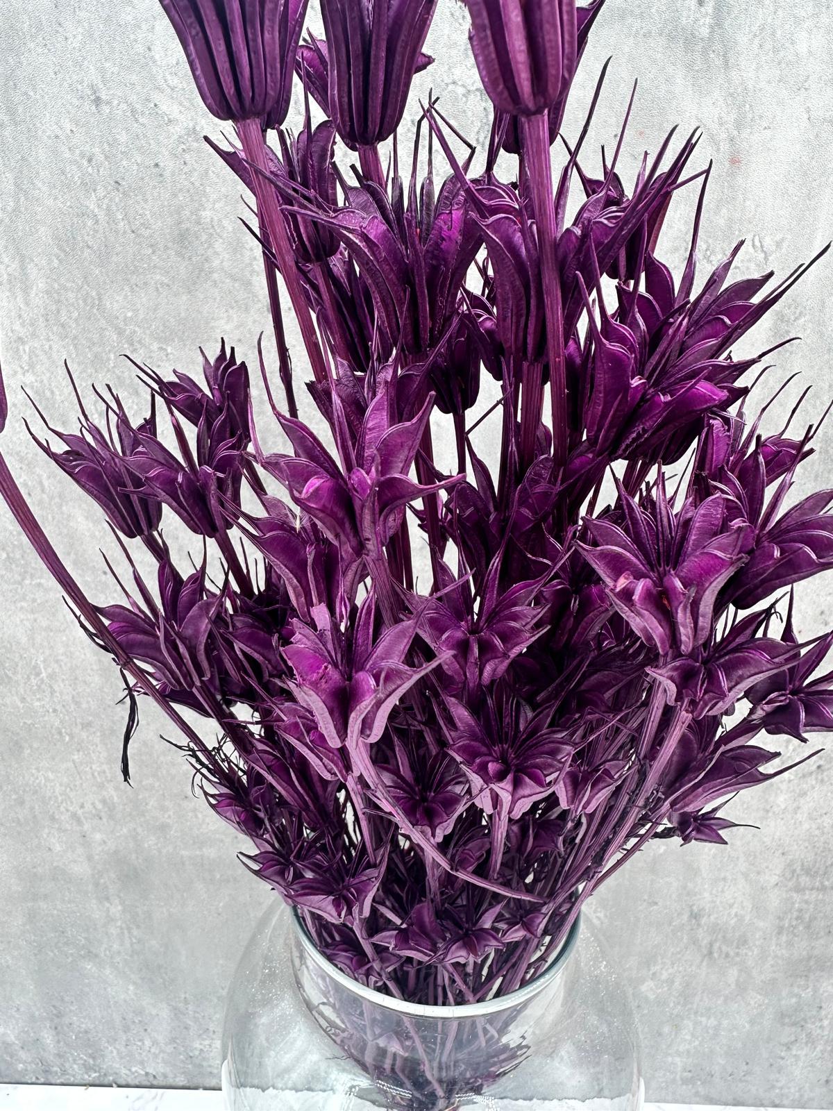 Nigella Orientalis Morada