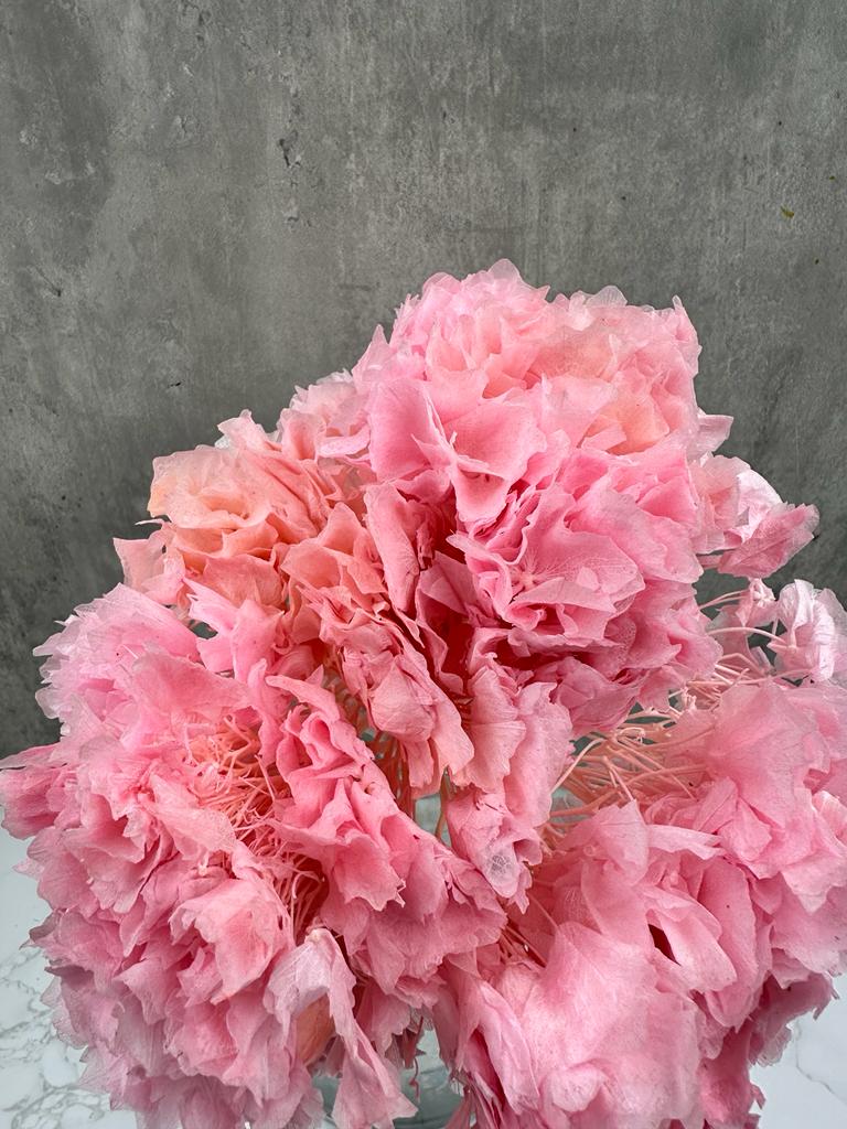 Hortensia Press Rosa