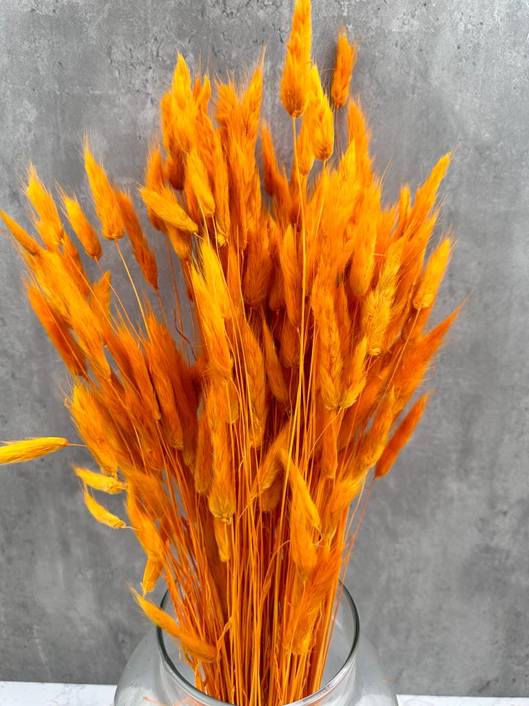 Lagurus Naranja