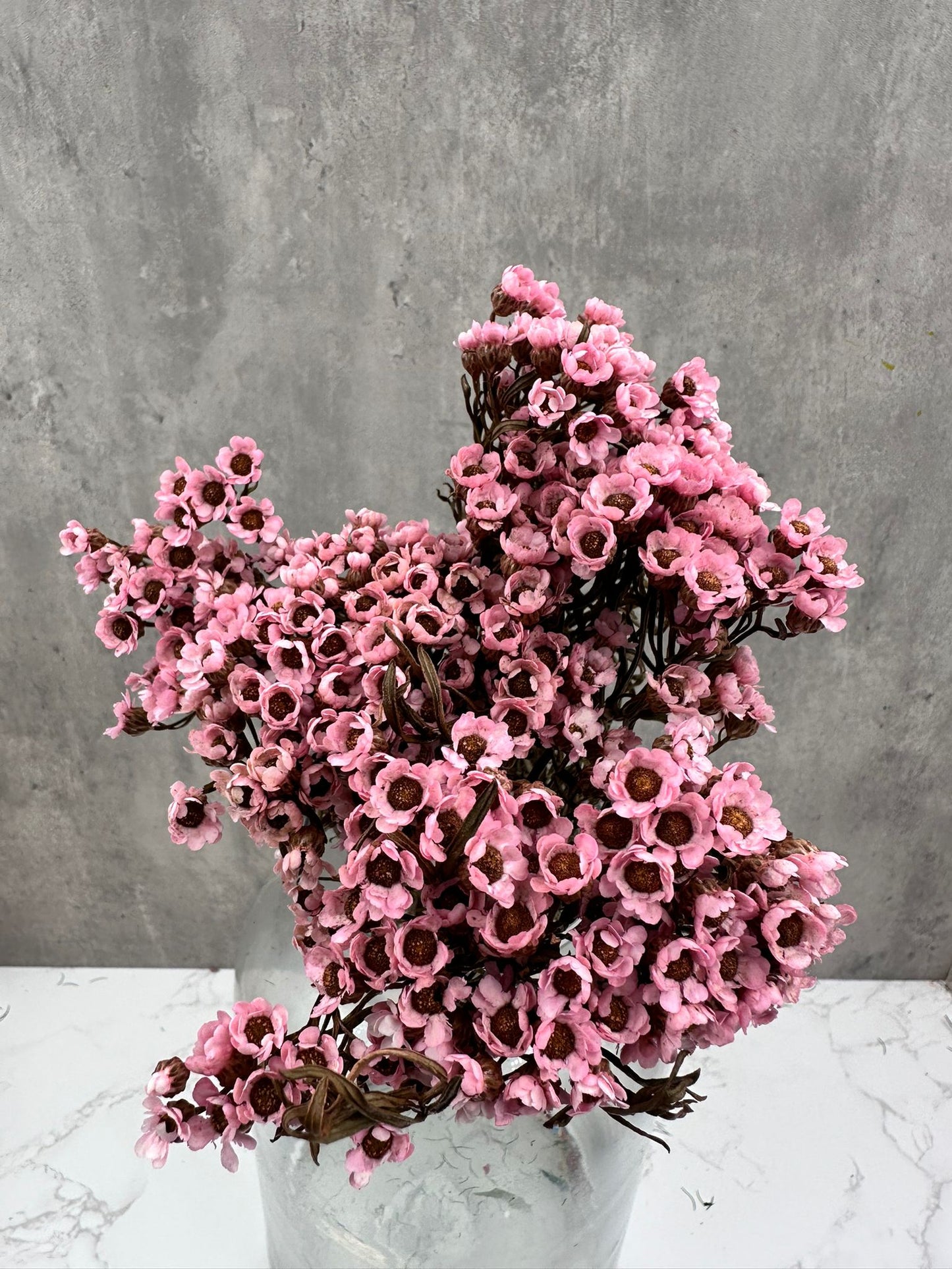 Ixodia Rosa