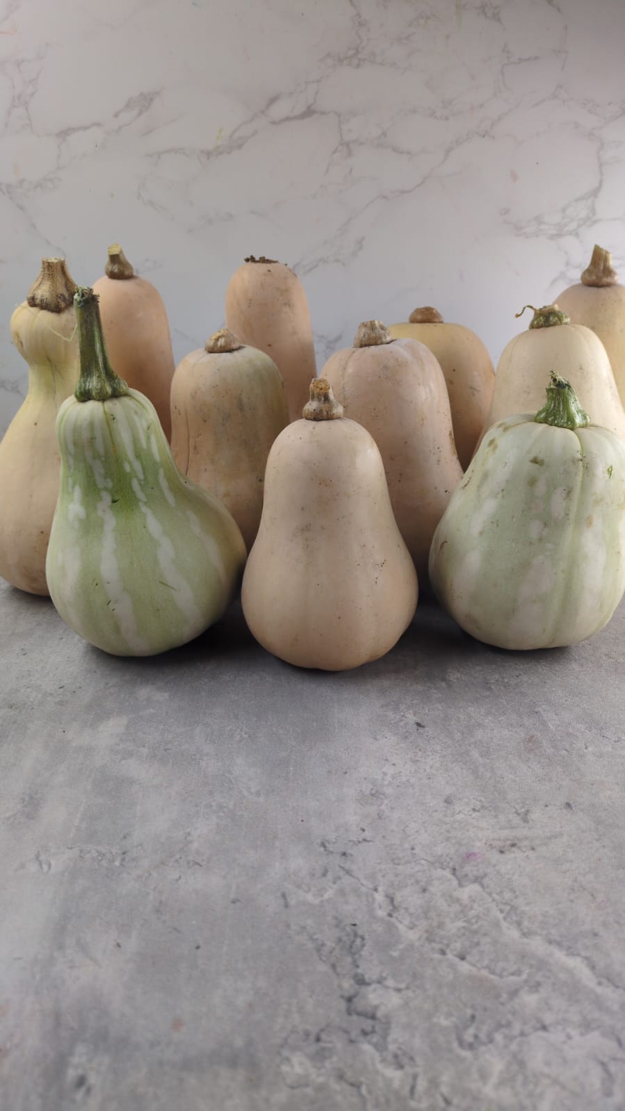 Pack 10 Calabazas Decorativas