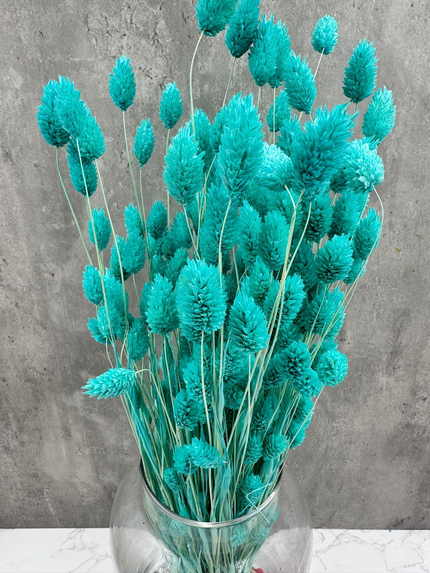 Phalaris Azul Claro
