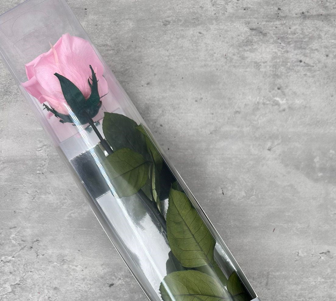 Rosas con tallo Kiara Rosa 55cm