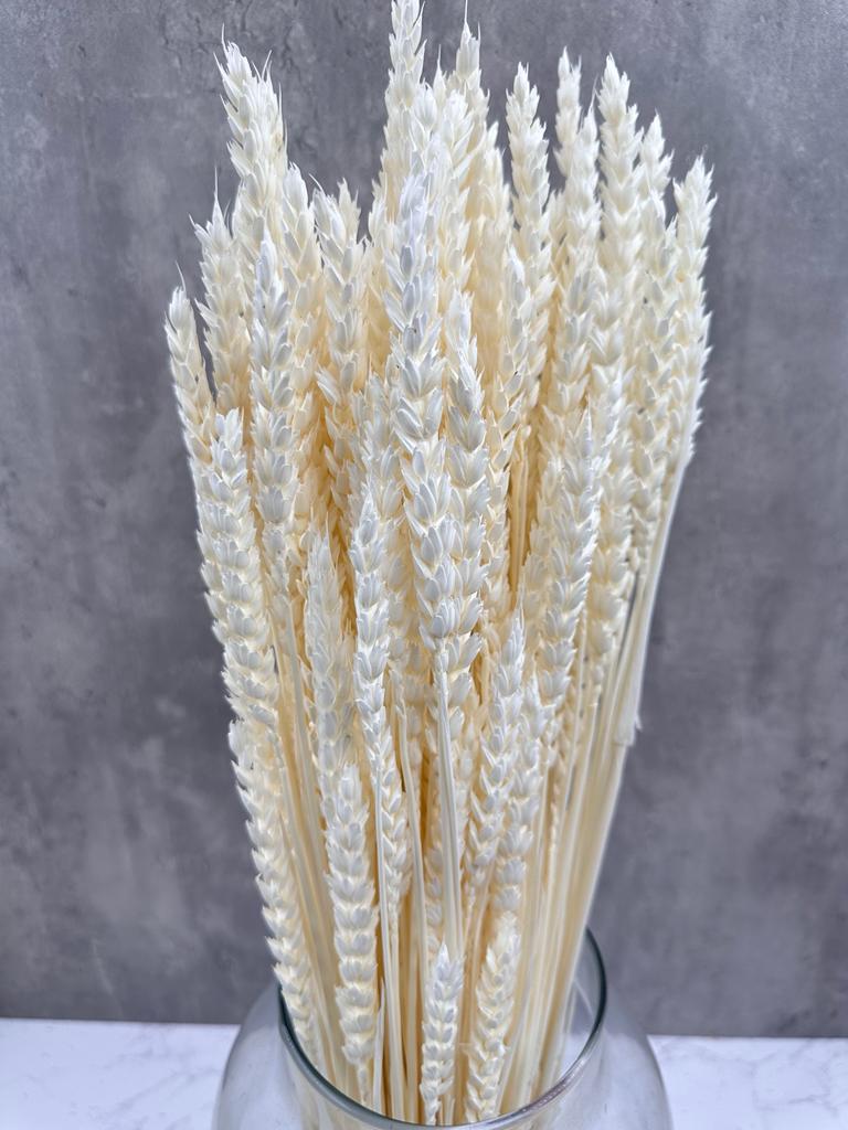 Trigo Flo Blanco