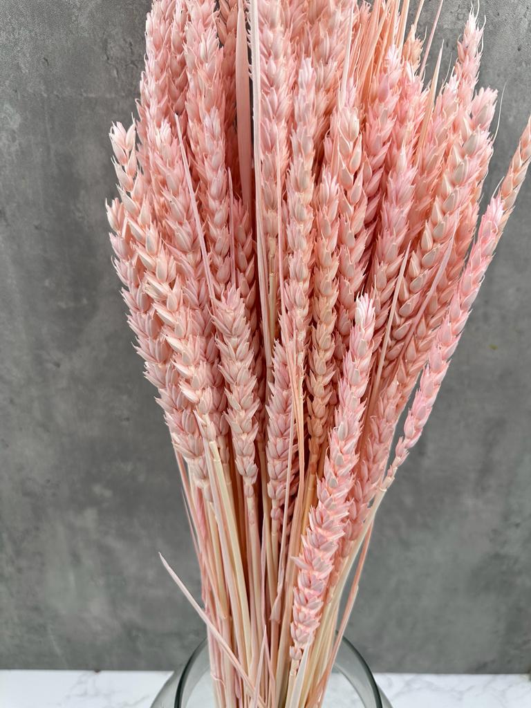 Trigo Flo Rosa
