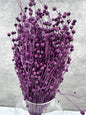 Lino Morado
