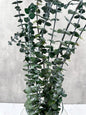 Eucalipto Baby Press Verde