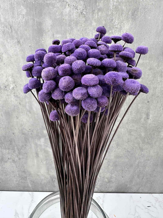 Botao Seco Morado
