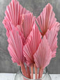 Palm Spear Rosa