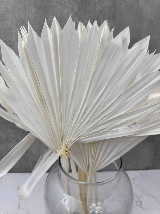 Palm Sun Blanco