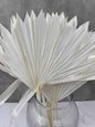 Palm Sun Blanco