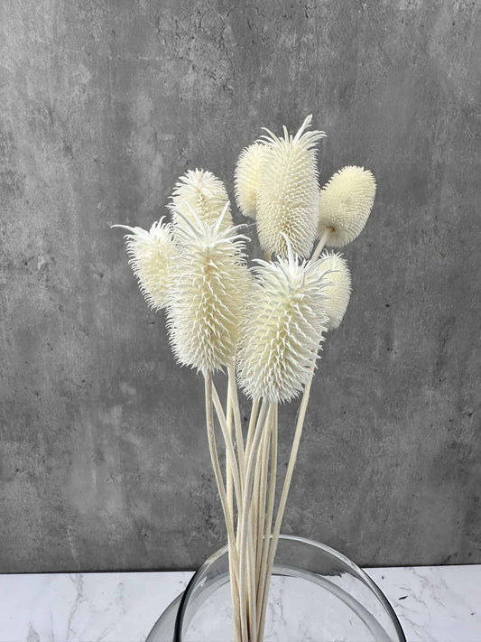 Cardo Mini Blanco