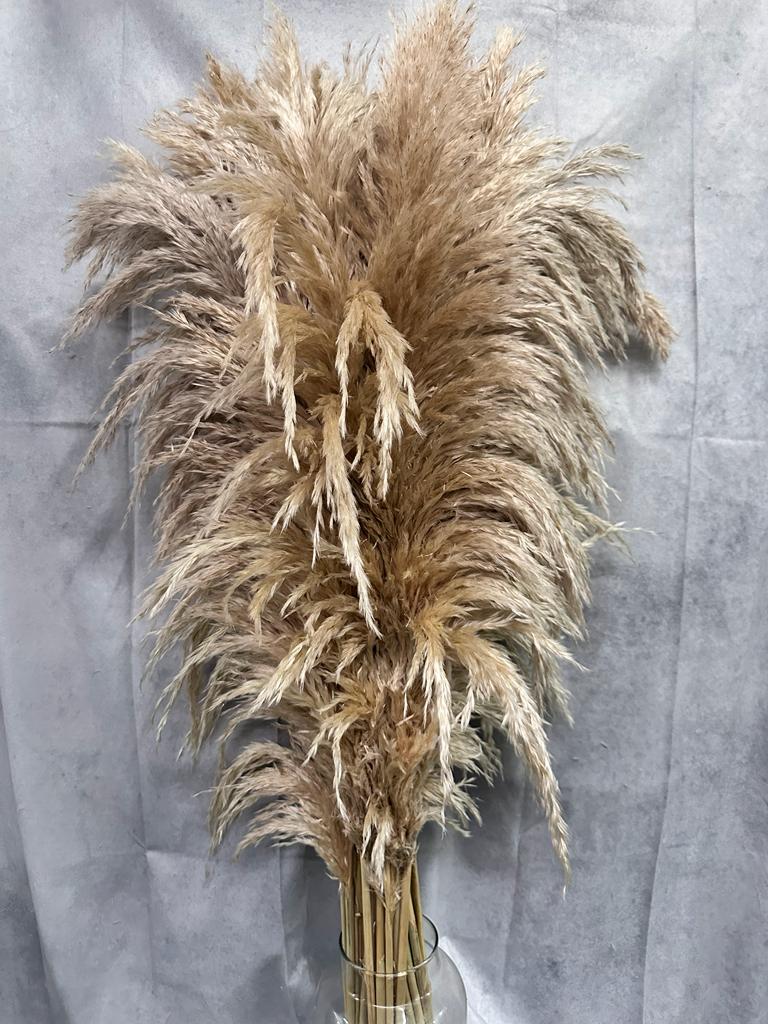 Pluma Natural Seca
