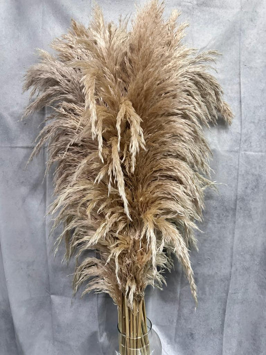Pluma Natural Seca