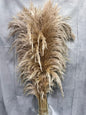 Pluma Natural Seca