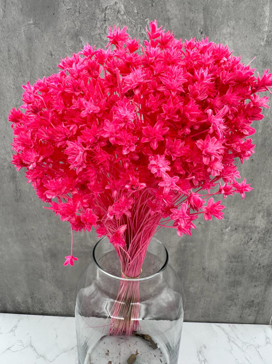 Hill Flower Fucsia