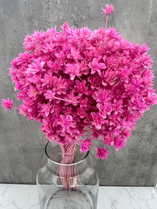 Hill Flower Lila