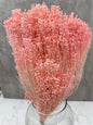 Brooms Blooms Rosa