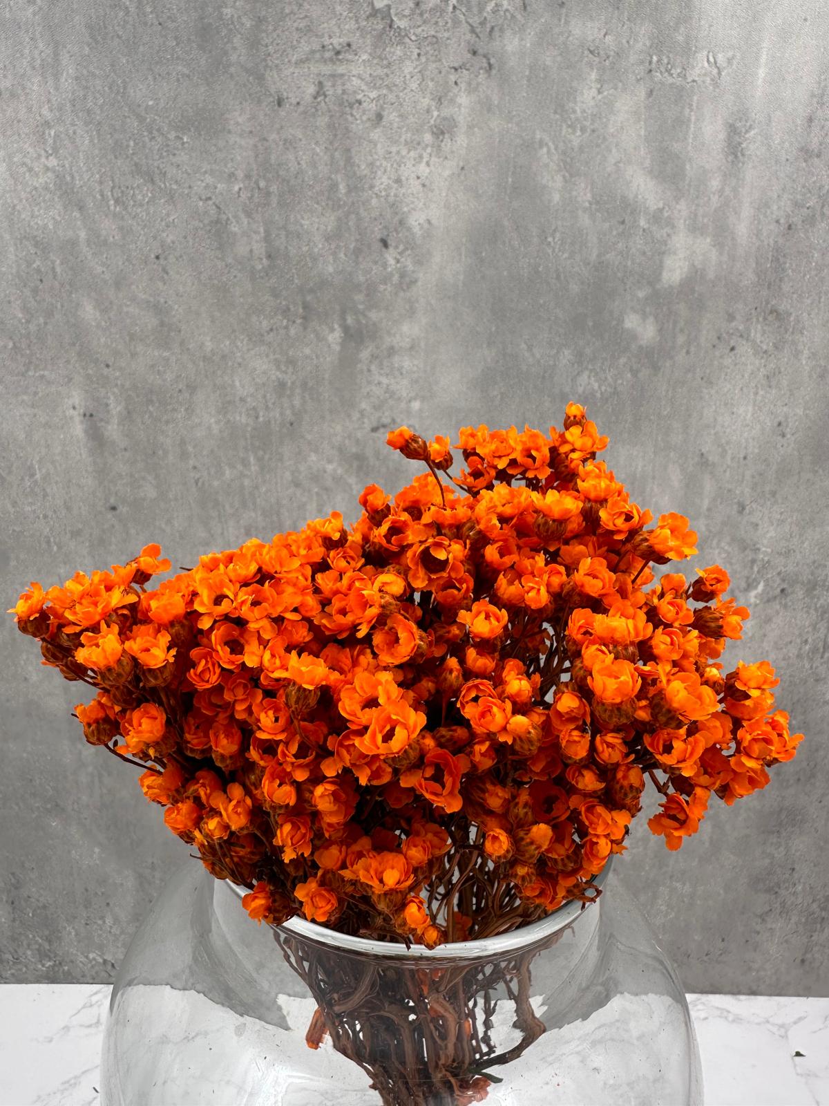 Ixodia Naranja